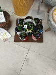 IMG_20250515_134324.jpg